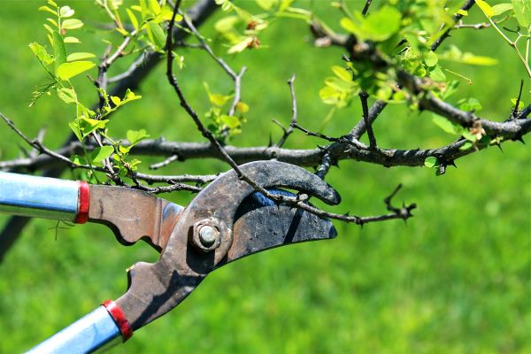 Branches Pruning in Wichita Falls