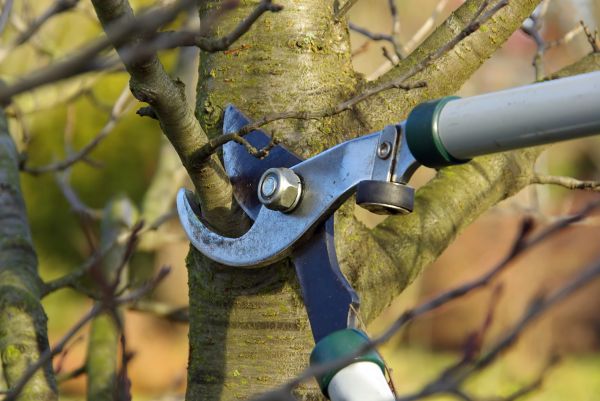 Tree Limb Trimming Service in Wichita Falls