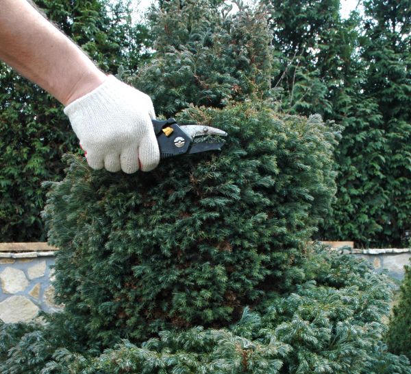 Ornamental Tree Trimming in Wichita Falls