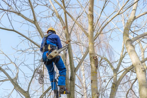 Large Tree Trimming in Wichita Falls