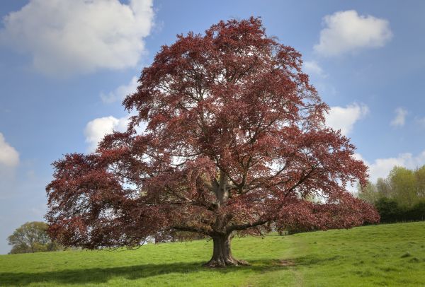 Beech Tree Pruning in Wichita Falls