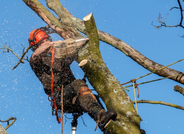 Tree Trimming Service in Wichita Falls