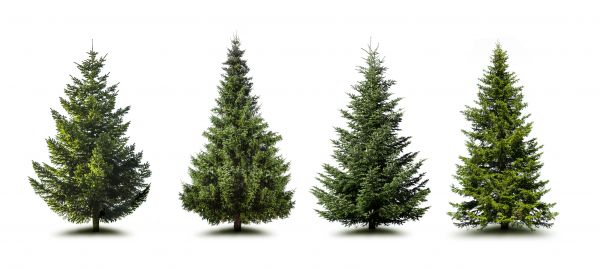 Pine Tree Trimming in Wichita Falls