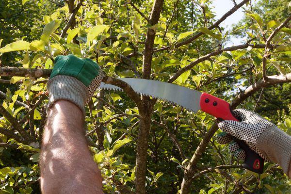 Apple Tree Trimming in Wichita Falls