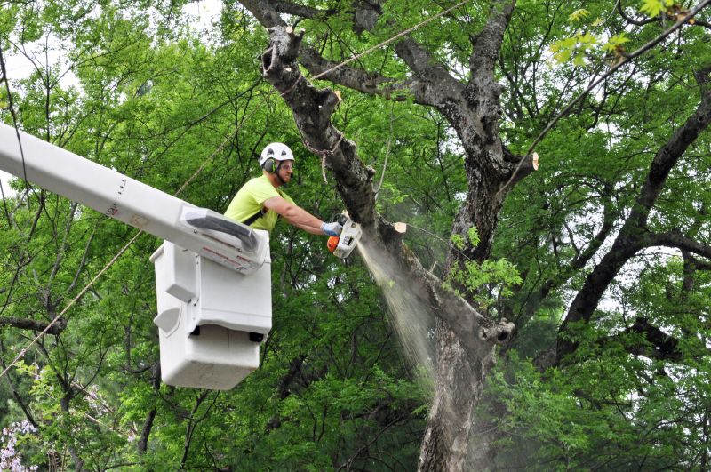 Tree Removal Safety Measures