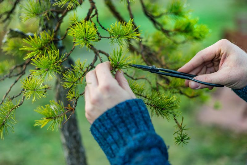 Maple Tree Pruning