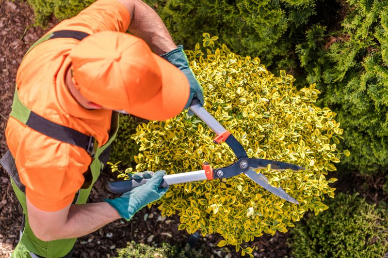 Orange Tree Pruning