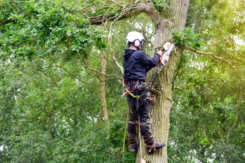 Experienced Arborists at Work